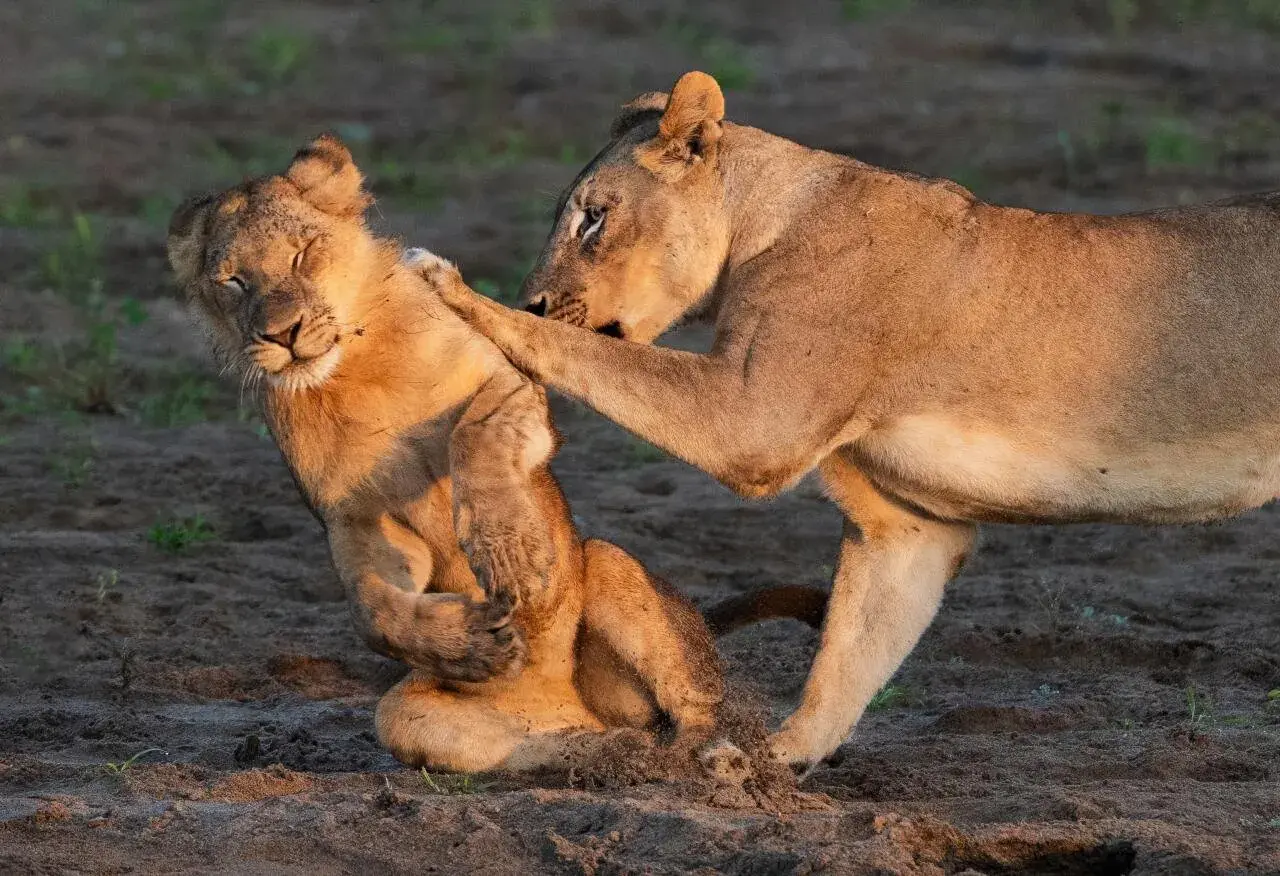 2026 야생동물 사진대회 결선작