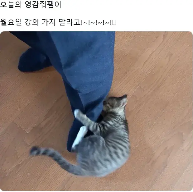 교수님네 고양이 아기라서 이번에 처음으로 개강시즌을 맞이했는데