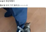 교수님네 고양이 아기라서 이번에 처음으로 개강시즌을 맞이했는데