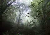 일본 곰 소탕작전이 근본적으로 어려운 이유