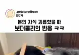 주인이 자기 새끼 때리자 보더콜리 반응