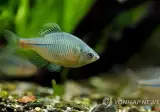 세계에서 오직 한국에서만 자생하는 민물고기 중 일부