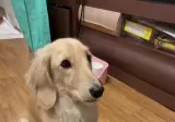 견생 첫 구운 소고기