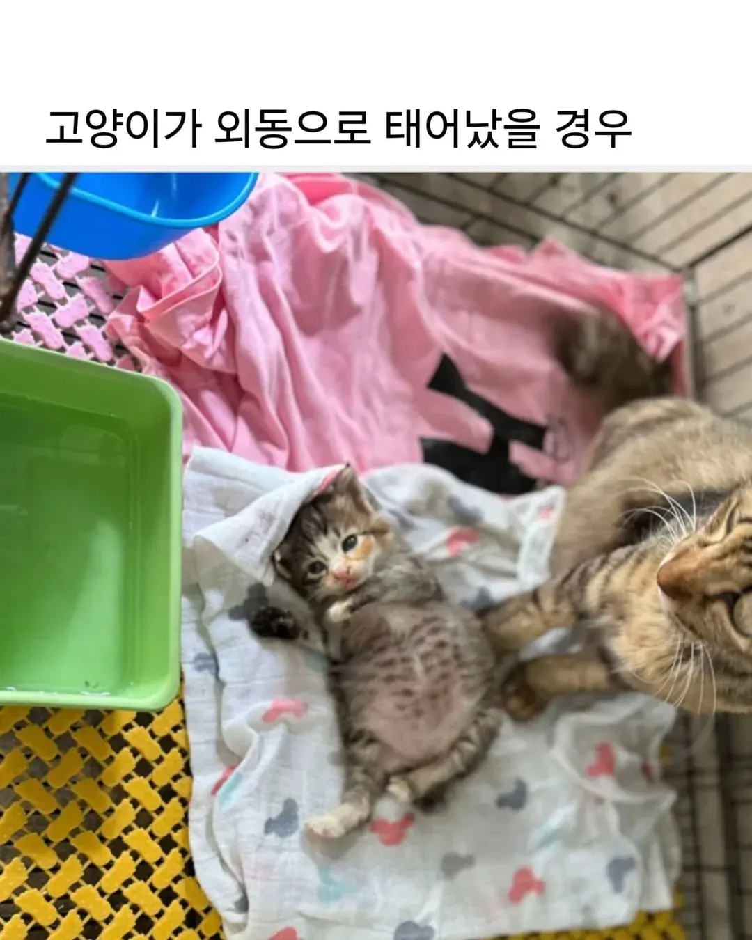 고양이가 외동으로 태어나면..