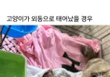 고양이가 외동으로 태어나면..