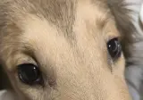 우리집 애들 사진 무슨무슨법으로 10장 올림..jpgif