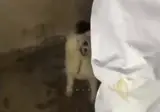 사람에게 버림받은 유기견이 다시 마음의 문을 여는 과정.gif
