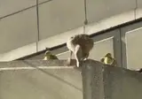 오리들을 이동시키는 아저씨