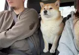 의자 사이에 꽉 껴버린 시바 ㅋㅋ