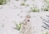 길리슈트의 은폐력