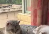 고양이 집중시키는 분수
