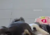 보더콜리 근황