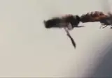 촬영감독이 10일이상 걸려서 겨우 찍은 장면 ㄷㄷㄷ.gif