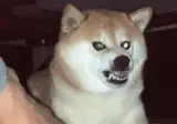 분노지수 99% 폭발직전 애완견.GIF