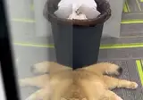 안방에서 발견된 괴물단또