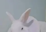 오늘 두롱이 중성화 시켰는데;;