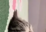 사운드) 많이 피곤했던 아깽이