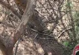 나무 타고 쫒아올라오는 곰 체감하기.mp4