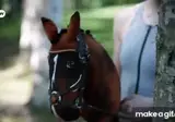 말 학대 논란 없는 승마대회.GIF