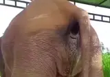 코끼리 오줌싸는 영상