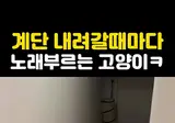 계단 내려갈때마다 노래부르는 고양이ㅋㅋ