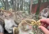 갑자기 쎄보이는 원숭이
