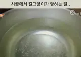 시골에서 길고양이가 당하는 일