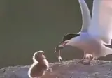 너무 큰 먹이를 준 어미새.mp4