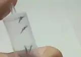 모기를 기압으로 죽이는 방법