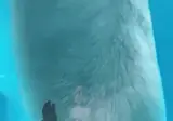 사람들이 잘 모르는 북극곰 실제 크기