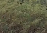 악어고기를 좋아하는 재규어