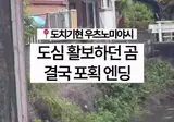 일본 우츠노미야시의 곰.gif