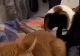 억울한데 웃겨서 변명이 안나옴