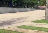 애완오리 근황
