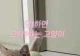 상위 1프로 개냥이 ㄷㄷㄷㄷ