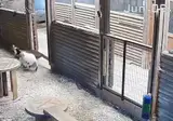 염소가 시끄러워서 와본 주인. Gif