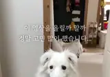 1500만 조회수 터진 주인 조롱하는 멍멍이 영상