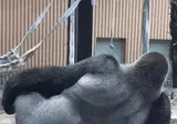 살다살다) 고릴라 콜렉션