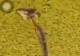 레전드 술자리 썰 생긴 물고기