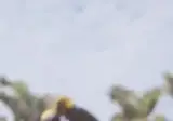 오늘 자 펠월드 신규 펠.jpgif