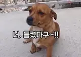 시골 멍뭉이가 자꾸 따라와놓곤 아닌 척함