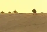 날개를 다친 새의 최후