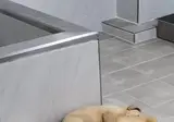 관세청 댕댕이 멍빨