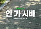 가기 싫어하는 아기shiba