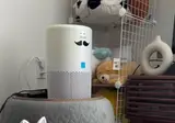 도박중독 고양이