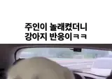 강아지 함부로 놀래키면 안되는 이유.mp4