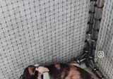 한국 길거리였으면 구리행인 고양이들