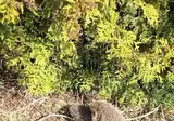 살다살다 🦔🦔가 하는 걸 보네.mp4