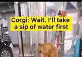 웰시코기와 골든리트리버 자강두천 ㄷㄷㄷ.mp4