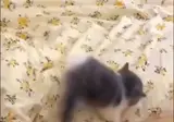 침대에서 내려가기 실패한 아기냥이 ㅋㅋㅋㅋㅋㅋㅋ